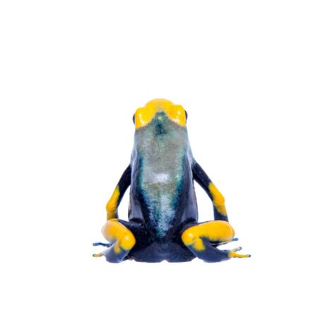 Peacock Dyeing Poison Dart Frogling, Dendrobates tinctorius Tumucumaque, isolated on white...