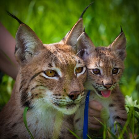 Beautiful Eurasian lynx with cub, lynx lynx, at summer field