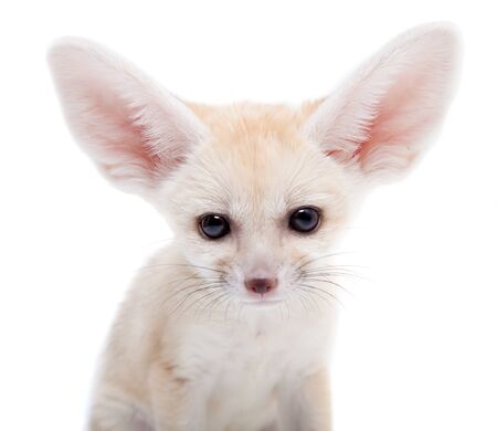 Fennec fox cub on white backgroundの写真素材