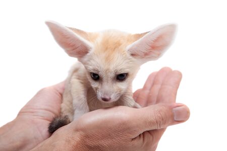 Fennec fox cub on white backgroundの写真素材