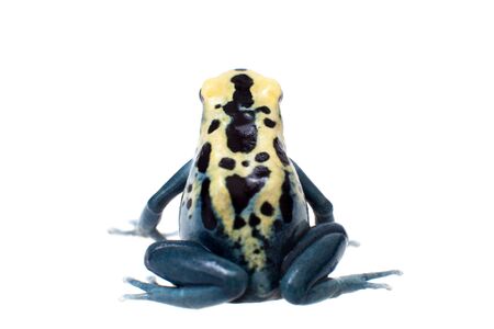Patricia Dyeing Poison Dart Frog, Dendrobates tinctorius on white