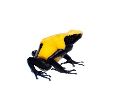 Citronella Blue Dyeing Poison Dart Frogling, Dendrobates tinctorius, on white background.の写真素材