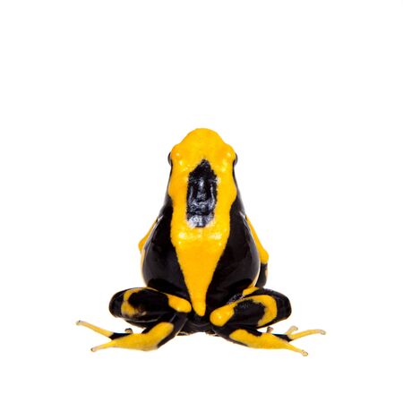 La Fumme Dyeing Poison dart frogling, Dendrobates tinctorius on whiteの写真素材