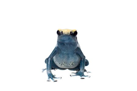 Patricia Dyeing Poison Dart Frog, Dendrobates tinctorius on whiteの写真素材