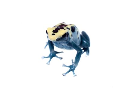 Patricia Dyeing Poison Dart Frog, Dendrobates tinctorius on white