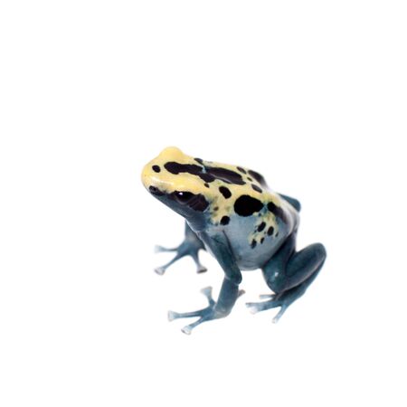 Patricia Dyeing Poison Dart Frog, Dendrobates tinctorius on white