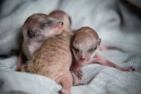 The meerkat or suricate cub, Suricata suricatta, isolated on whiteの写真素材