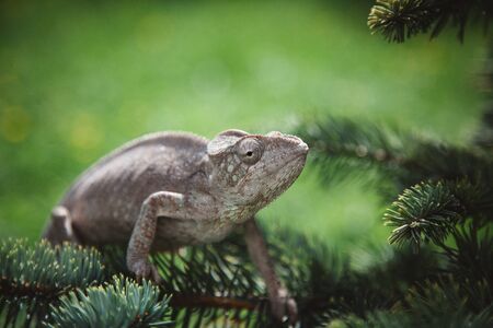 The Oustalets or Malagasy giant chameleon on whiteの写真素材
