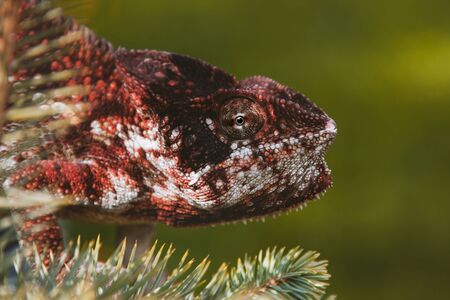 The Oustalets or Malagasy giant chameleon on whiteの写真素材