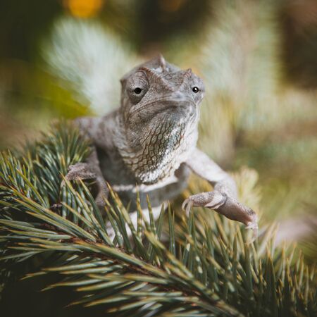 The Oustalets or Malagasy giant chameleon on whiteの写真素材