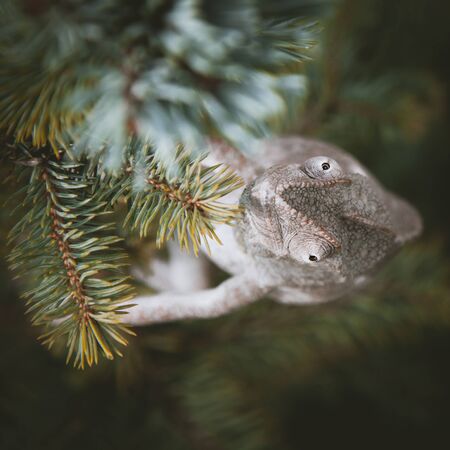 The Oustalets or Malagasy giant chameleon on white