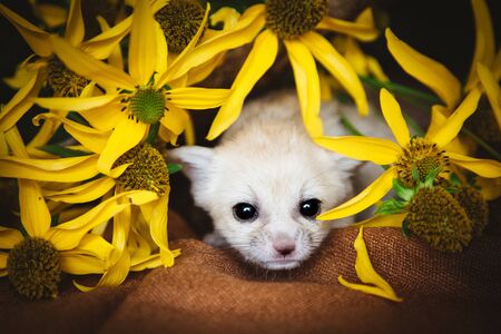 Pretty fennec fox cub with yellow flowersの写真素材