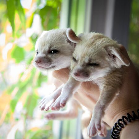 Two fennec foxes cub on human hands