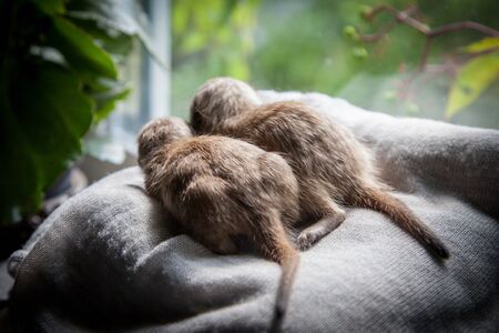 The meerkat or suricate cub, 3 weeks oldの写真素材