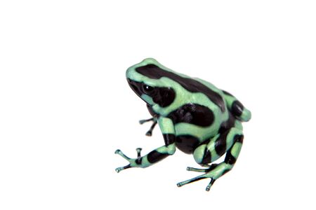 Green-and-Black Poison Dart Frog, Dendrobates auratus on white background.の写真素材