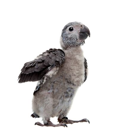 ヨウムの写真 イラスト素材一覧 1 628件 ストックフォトのamanaimages Plus