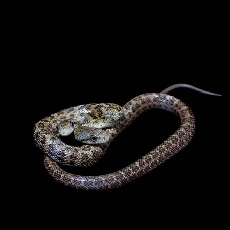 The two headed Japanese rat snake, Elaphe climacophora, on blackの写真素材