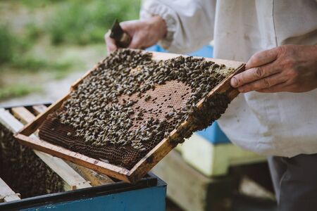Beekeeper inspecting honeycomb frame at apiary at the summer day.の写真素材