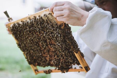 Beekeeper holding a honeycomb full of bees. Beekeeper in protective workwear inspecting honeycomb frame at apiary.の写真素材