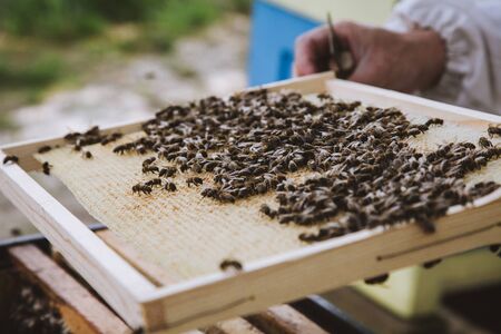 Beekeeper holding a honeycomb full of bees. Beekeeper in protective workwear inspecting honeycomb...
