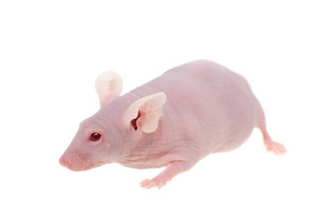 Hairless albino mouse, Mus musculus, isolated on whiteの写真素材