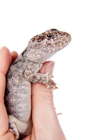 Darwins iguana or Diplolaemus darwinii on white