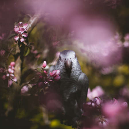 Timneh African Grey Parrot on the apple tree in spring gardenの写真素材
