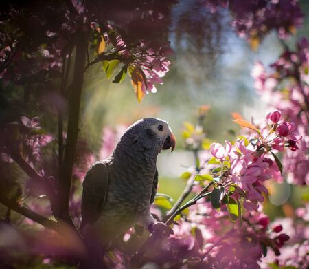 African Grey Parrot, Psittacus erithacus timneh, on the apple tree in spring garden