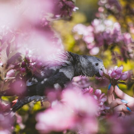 African Grey Parrot, Psittacus erithacus timneh, on the apple tree in spring gardenの写真素材