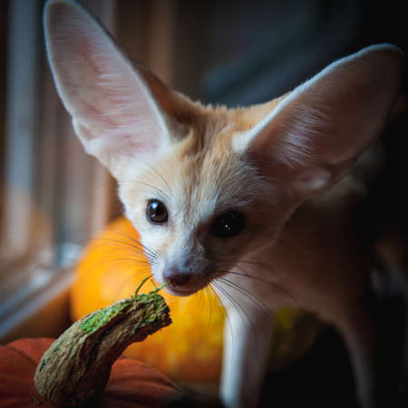 Pretty Fennec fox cub with Haloween pumpkinsの写真素材