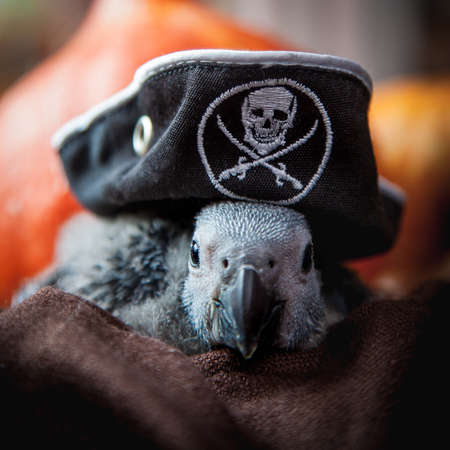 Happy Halloween. African Grey Parrot baby with a pirats hat and pumpkinsの写真素材