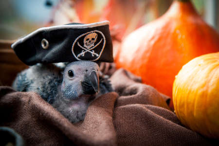 Happy Halloween. African Grey Parrot baby with a pirats hat and pumpkinsの写真素材