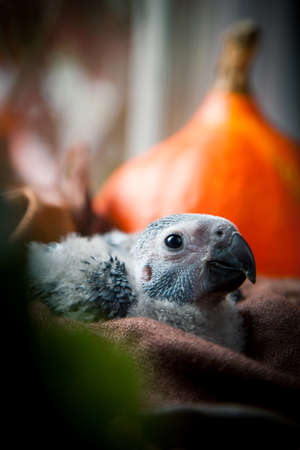 Happy Halloween. African Grey Parrot baby with pumpkinsの写真素材