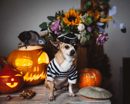 Pretty eyeless pirat chihuahua on Haloween costume partyの写真素材