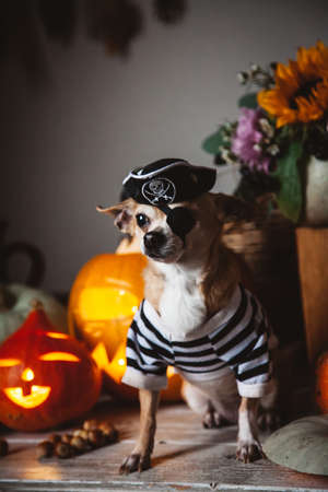 Pretty eyeless pirat chihuahua on Haloween costume partyの写真素材