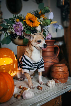 Pretty eyeless pirat chihuahua on Haloween costume partyの写真素材