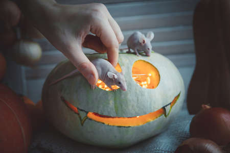 Pretty Hairless albino mice with Haloween pumpkinsの写真素材