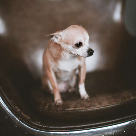 Eyeless Chihuahua dog, 12 years old on a chairの写真素材