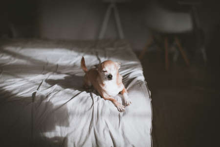 Eyeless Chihuahua dog, 12 years old on a bedの写真素材