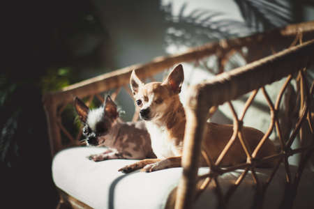 Hairless dog chihuahua dog and on a chairの写真素材