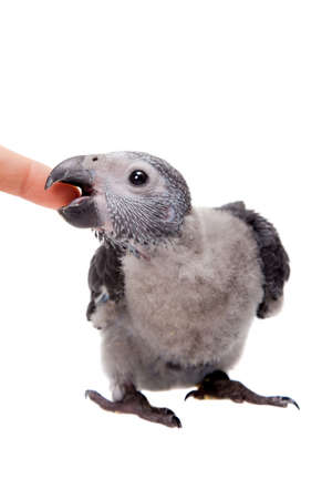 Timneh African Grey Parrot isolated on whiteの写真素材