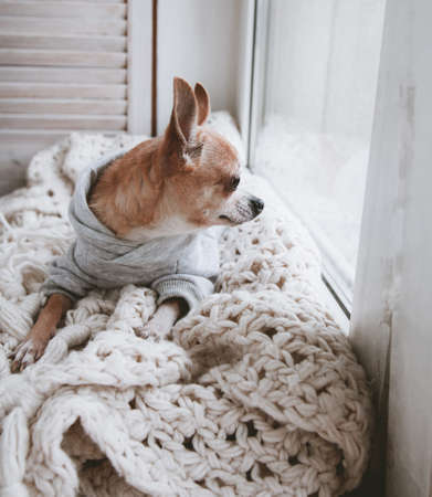 Pretty Eyeless Chihuahua dog, twelve years oldの写真素材