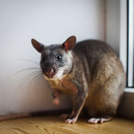 Giant african pouched rat in front of windowの写真素材