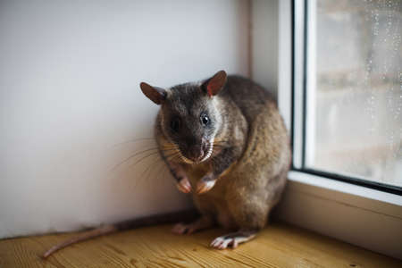 Giant african pouched rat in front of windowの写真素材