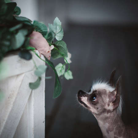 Peruvian hairless and chihuahua mix dog with hairless mouseの写真素材