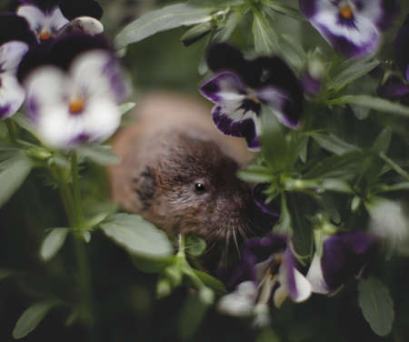 The Zaisan mole vole, Ellobius tancrei, on whiteの写真素材