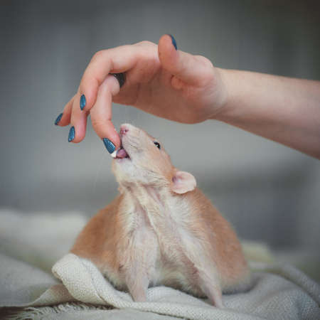 Very fat red rat at home on a tableの写真素材