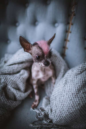 Peruvian hairless and chihuahua mix dog on a chairの写真素材