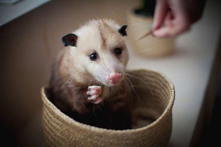 The Virginia opossum, Didelphis virginiana, in a basketの写真素材