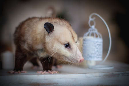 The Virginia opossum, Didelphis virginiana, on a tableの写真素材